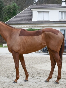 Shares in Dschingis Dragon