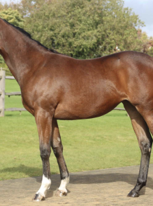 Shares in River Trieux
